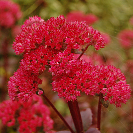 Седум телефиум Ред Коли