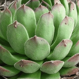 Молодило русское