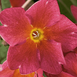 Примула Юлии Wanda Tomato Red