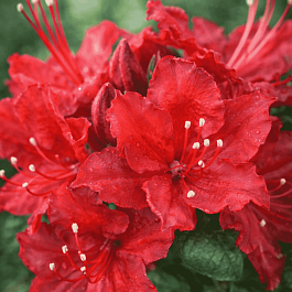 Азалия Doloroso