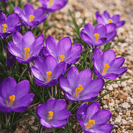 Крокус Ботанический Ruby Giant