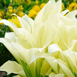 Хоста White Feather