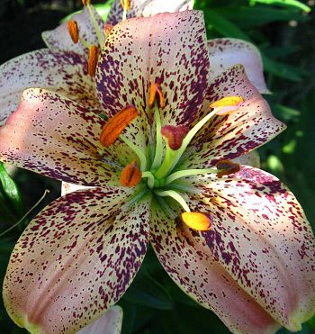 Лилия азиатская Танго Тропикал Бриз