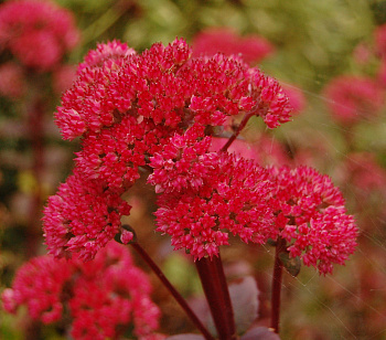 Седум телефиум Ред Коли