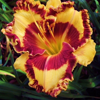 Лилейник гибридный Тропикал Сюрпрайз