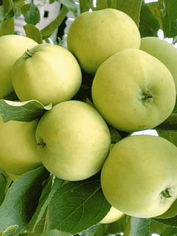 Яблоня  Папировка