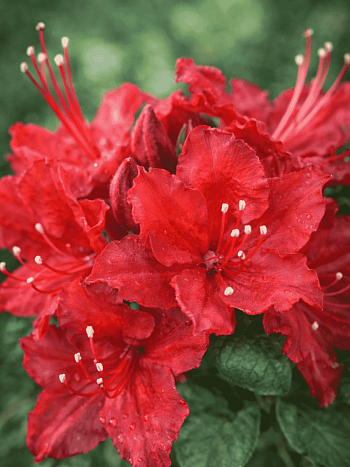 Азалия Doloroso