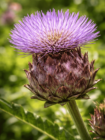 Артишок испанский