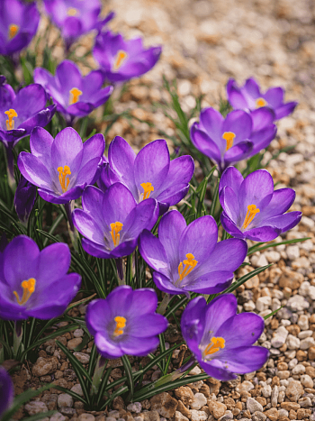 Крокус Ботанический Ruby Giant