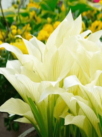 Хоста White Feather