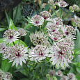 Астранция большая Sunningdale Variegated Астранция большая Sunningdale Variegated
