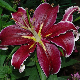 Лилия восточная Сикс Сенс