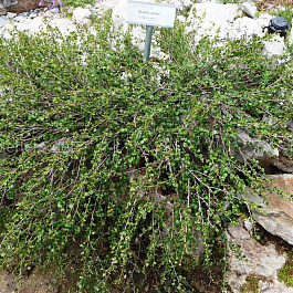 Береза карликовая Береза карликовая