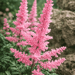 Астильба курчавая Perkeo