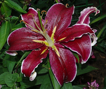 Лилия восточная Сикс Сенс