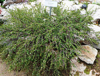 Береза карликовая