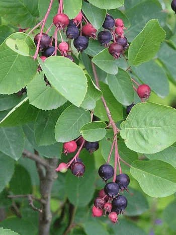 Ирга колосистая