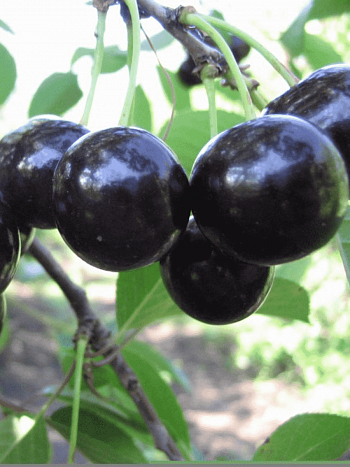 Дюк (Черевишня) Черная крупная