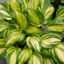 Хоста Rainbow's end