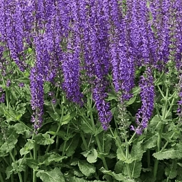Шалфей дубравный Konigin Violet