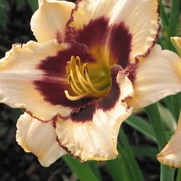 Лилейник Canadian border patrol