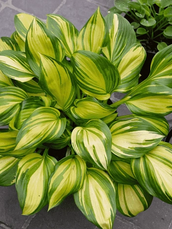 Хоста Rainbow's end