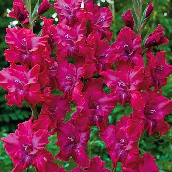 Гладиолус гофрированный Шеридан Раффл