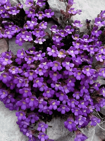 Хеноринум душицелистный Blue Dream