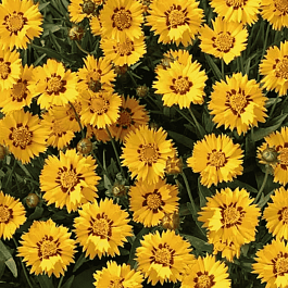 Кореопсис ланцетовидный Sunfire