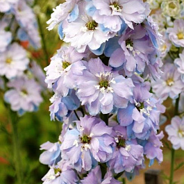 Дельфиниум высокий Госсамер