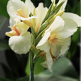 Канна зеленолистная Эрмин