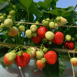 Земляника садовая Лола