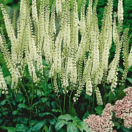 Клопогон сердцелистный