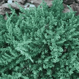 Можжевельник обыкновенный Greenmantle
