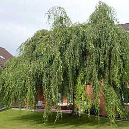 Береза повислая Тристис Береза повислая Тристис