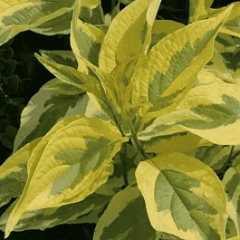 Дерен белый Gouchaultii