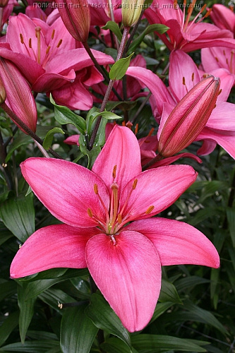 Лилия азиатская Далила