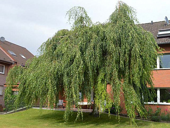 Береза повислая Тристис