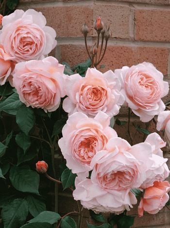 Роза Флорибунда Abe Ausgreen