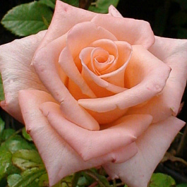 Роза чайно-гибридная Ангажемент