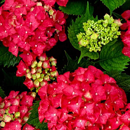 Гортензия крупнолистовая Ред Энжел Гортензия крупнолистовая Ред Энжел