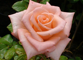 Роза чайно-гибридная Ангажемент