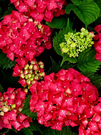 Гортензия крупнолистовая Ред Энжел