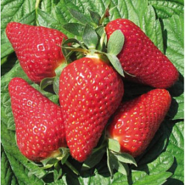 Земляника садовая Лючия Земляника садовая Лючия