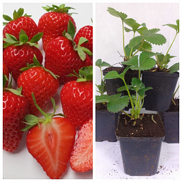 Земляника садовая Гармония НАБОР 5ШТ