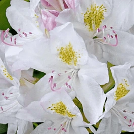 Рододендрон катевбинский Cunningham`s Album