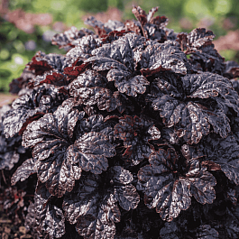 Гейхерелла Onyx