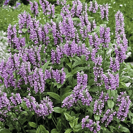 Котовник жилковый Pink Kat