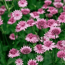 Астранция большая Roma