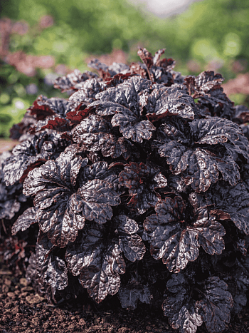 Гейхерелла Onyx